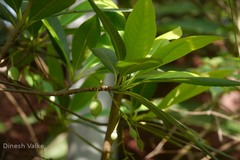 Elaeocarpus lanceolatus